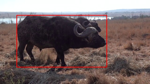 water buffalo